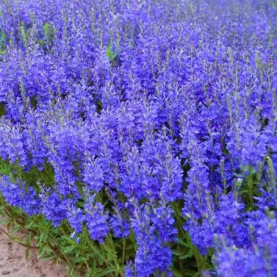 Вероника австрийская в Волковыске