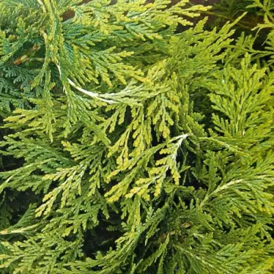 Кипарисовик САНКИСТ лавсона в Волковыске