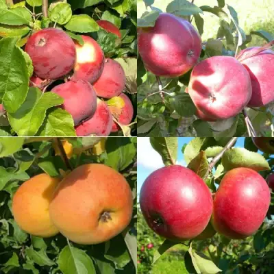 Комплект ЯБЛОНЕВЫЙ КВАРТЕТ в Волковыске