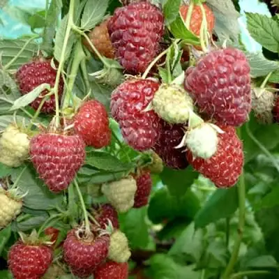 Малина ЖАР-ПТИЦА в Волковыске
