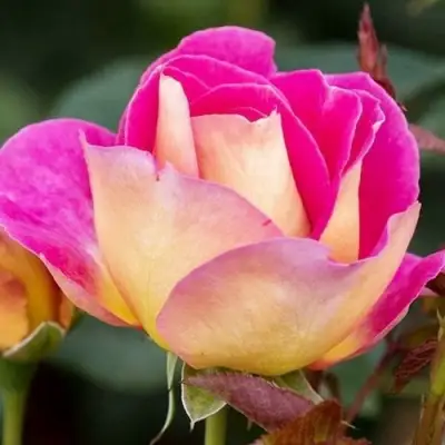 саженцы розы Малейка