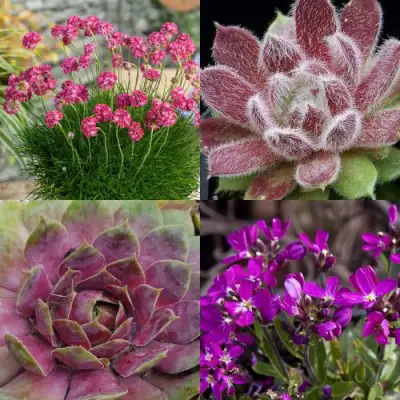 Комплект МИНИ САД в Волковыске