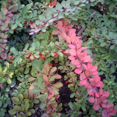 Барбарис ГРИН КАРПЕТ тунберга в Волковыске