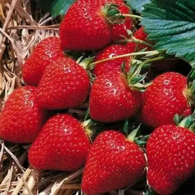 Клубника КИМБЕРЛИ в Волковыске