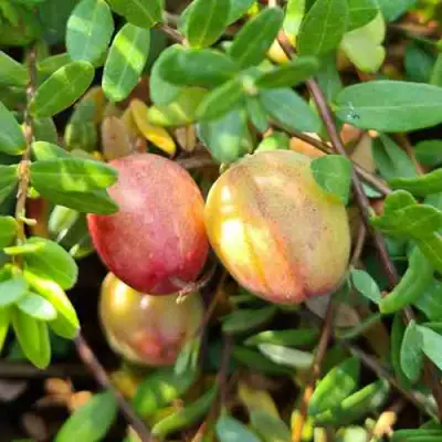 Клюква СТАНКОВИЧ в Волковыске