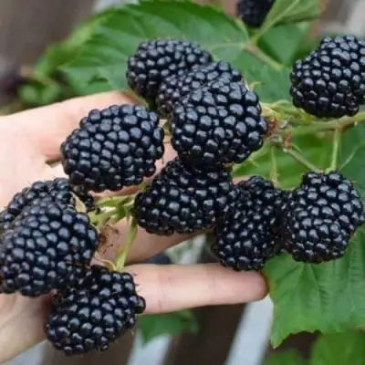 Ежевика ДЖАМБО бесшипная  в Волковыске