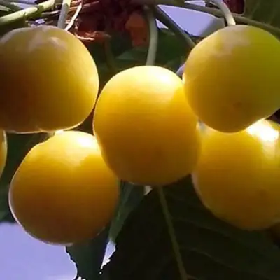 Черешня ЧЕРМАШНАЯ в Волковыске