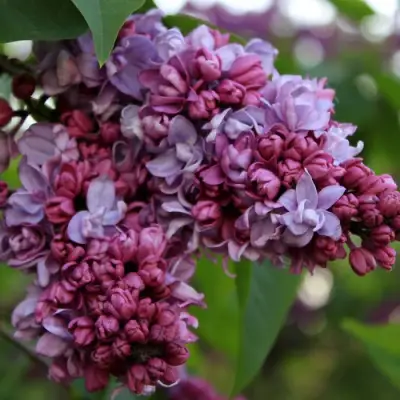 Сирень П.П.КОНЧАЛОВСКИЙ в Волковыске