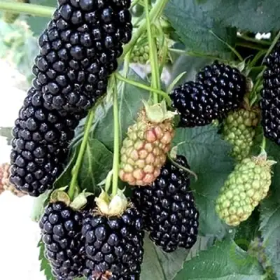 Ежевика ПРАЙМ АРК 45 ремонтантная   в Волковыске