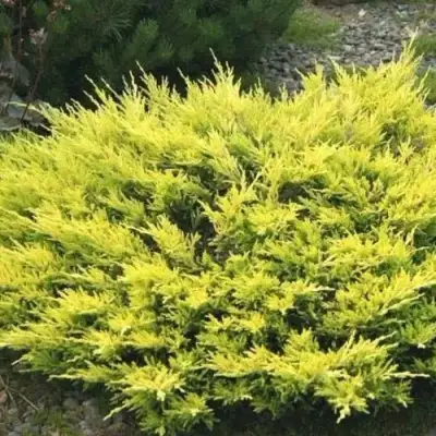 Можжевельник ЛАЙМ ГЛОУ горизонтальный  в Волковыске