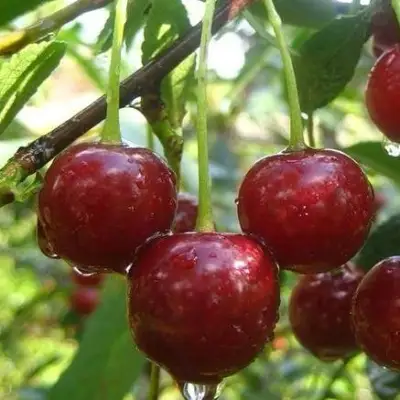 Вишня ВОЛОЧАЕВКА в Волковыске