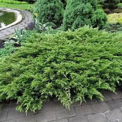 Можжевельник РОКЕРИ ДЖЕМ казацкий  в Волковыске