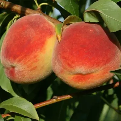 Персик МАРИЯ в Волковыске