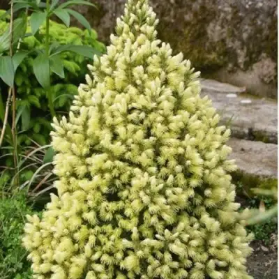 Ель МАЙГОЛД колючая в Волковыске