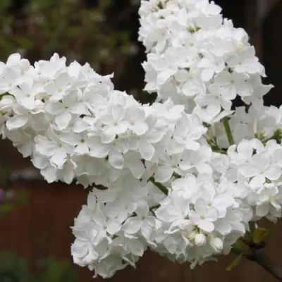 Сирень ФЛОРА в Волковыске