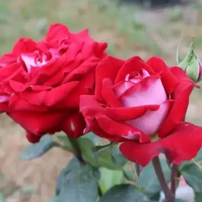 Роза АЛЬЯНС чайно-гибридная в Волковыске