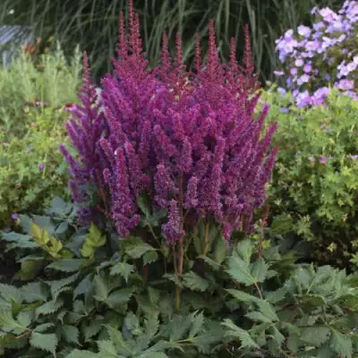 Астильба ВИЖНС китайская в Волковыске