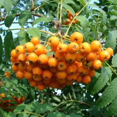 Рябина НЕВЕЖИНСКАЯ ЖЕЛТАЯ сладкоплодная в Волковыске