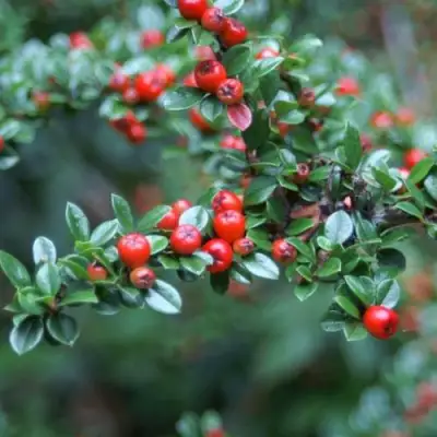 Кизильник горизонтальный в Волковыске