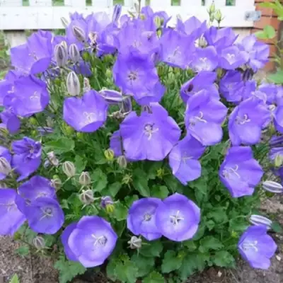 Колокольчик САНТА карпатский в Волковыске