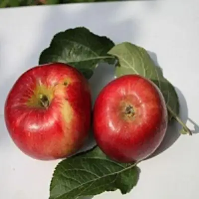 Яблоня РЕДФРИ в Волковыске