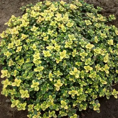 Тимьян ДОННА ВАЛЕЙ лимоннопахнущий в Волковыске