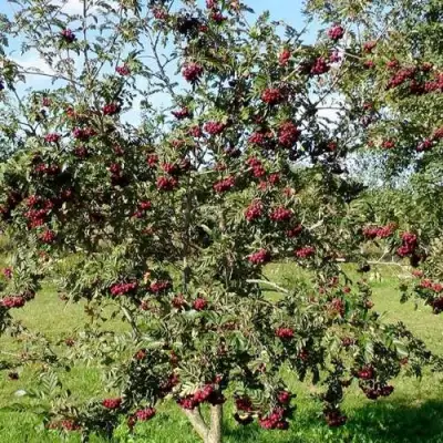 Рябина БУРКА сладкоплодная в Волковыске