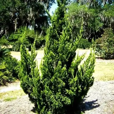 Можжевельник КАЙЗУКА китайский в Волковыске