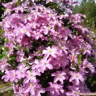 Клематис КОМТЕСС ДЕ БУШО в Волковыске
