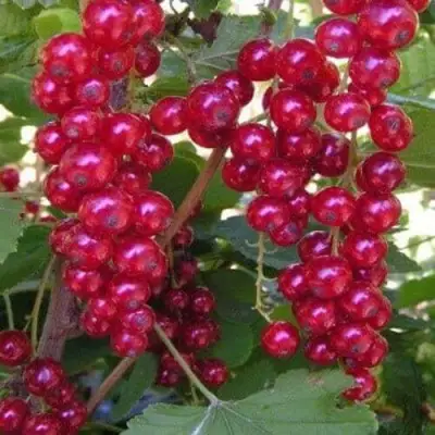 Смородина красная ПУРПУРНАЯ в Волковыске