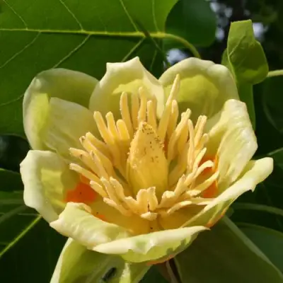 ЛИРИОДЕНДРОН тюльпанный в Волковыске