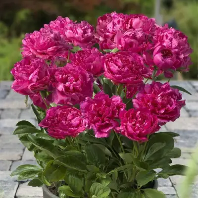 Пион ЛОНДОН травянистый в Волковыске