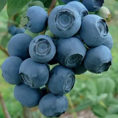 Голубика РУБЕЛ в Волковыске