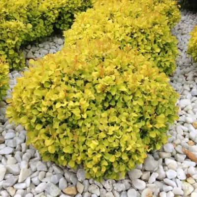 Барбарис БОНАНЗА ГОЛД тунберга в Волковыске