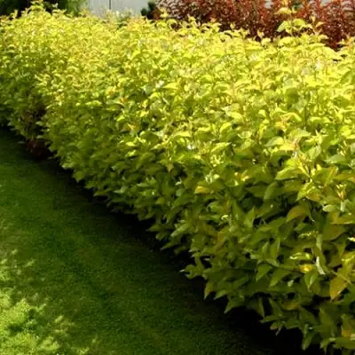 Комплект ДАРТС ГОЛД в Волковыске