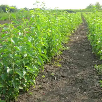 Подвой черешни ДИКАЯ ЧЕРЕШНЯ в Волковыске