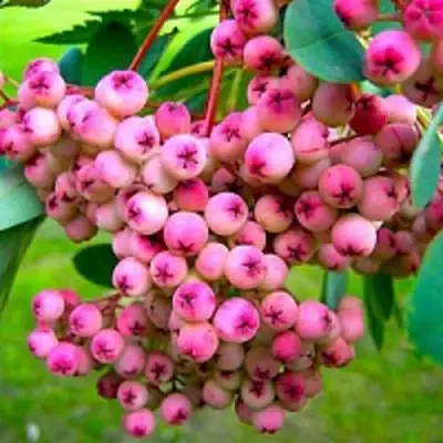 Рябина ПИНК сладкоплодная в Волковыске