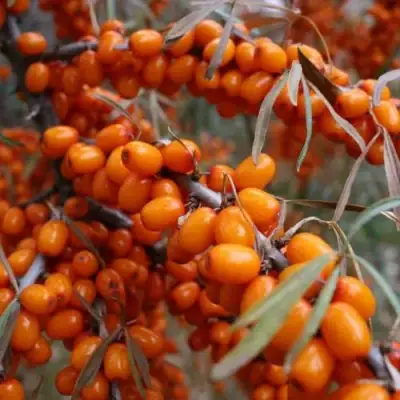 Облепиха ВОРОБЬЕВСКАЯ в Волковыске