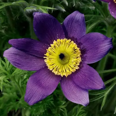 Прострел ПИНВИЛ БЛЮ ШЕЙДЕС в Волковыске