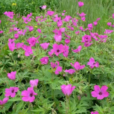 Герань РЕД АДМИРАЛ гибридная в Волковыске