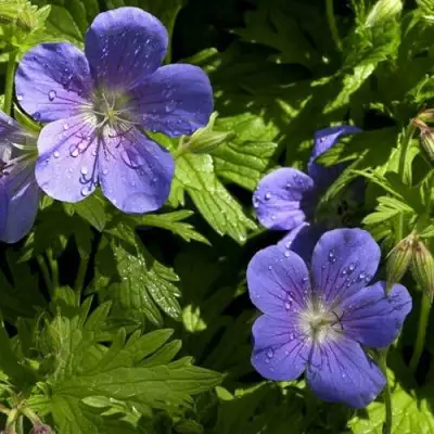 Герань БРУКСАЙД гибридная в Волковыске