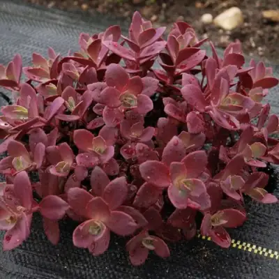 Очиток (седум) САНСПАРКЛЕР ФАЙЕРКРЕКЕР в Волковыске