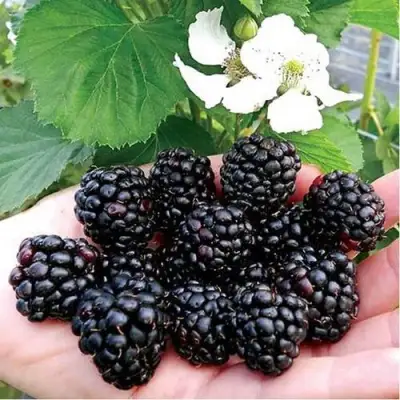 Ежевика РУБЕН ремонтантная  в Волковыске