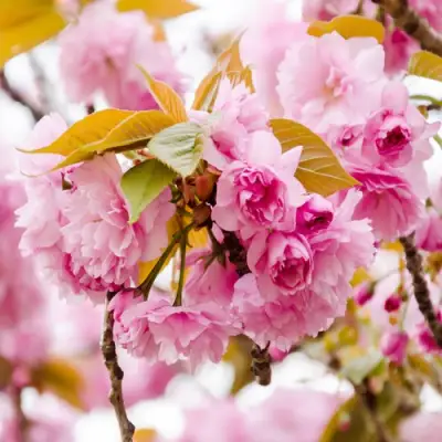 Сакура КАНЗАН в Волковыске