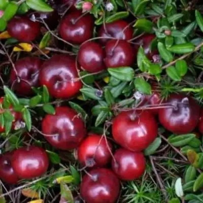 Клюква БЕН ЛИР в Волковыске