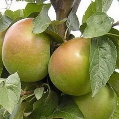 Яблоня БЕЛАНА в Волковыске