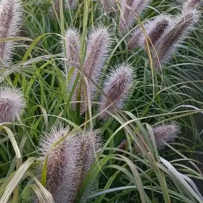 Пеннисетум БЛЭК БЬЮТИ в Волковыске