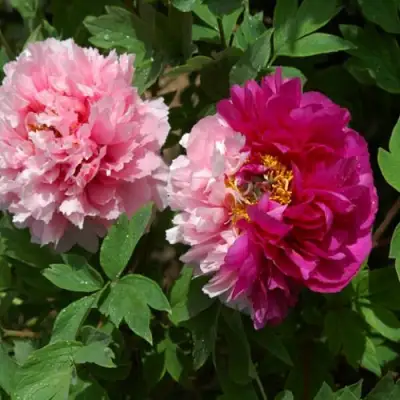 Пион ДВЕ СЕСТРЫ древовидный в Волковыске