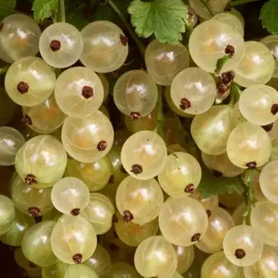 Смородина белая СМОЛЬЯНИНОВСКАЯ в Волковыске