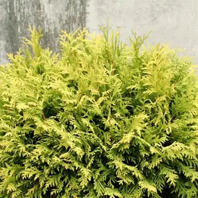 Туя ГОЛДЕН ГЛОБ западная в Волковыске